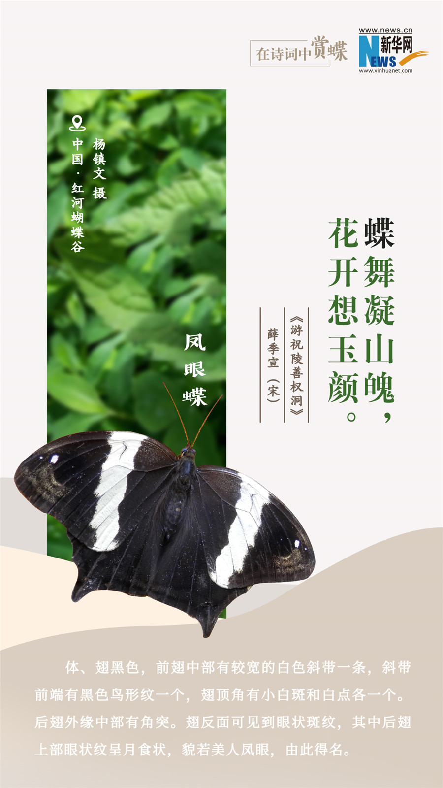 創(chuàng)意海報(bào)|在詩(shī)詞中賞蝶：翩翩舞態(tài) 詩(shī)以詠蝶