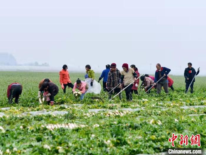 蔬菜基地工人正搶抓農(nóng)時采收蘿卜?！?汪澤民 攝