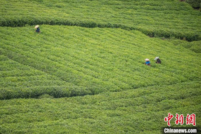 茶農(nóng)采摘谷雨茶。　唐哲 攝