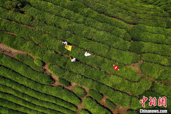 茶農(nóng)正在采摘新鮮茶葉?！√普?攝