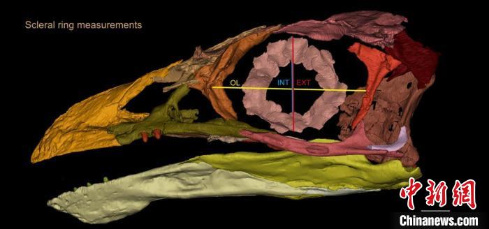 熱河鳥STM3-8化石標本的鞏膜環(huán)復(fù)原及測量示意圖?！『?供圖