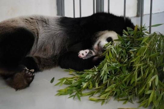 俄羅斯莫斯科動(dòng)物園發(fā)布大熊貓幼崽新圖片