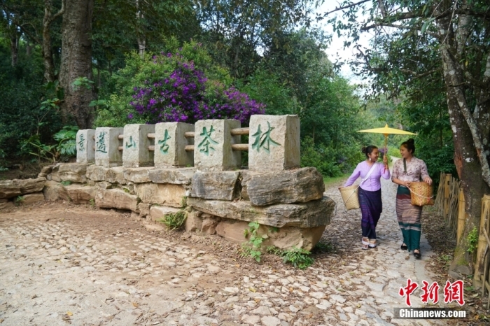 普洱景邁山古茶林文化景觀位于中國云南省普洱市瀾滄拉祜族自治縣惠民鎮(zhèn)。<a target='_blank' href='/' _fcksavedurl='/'><p  align=