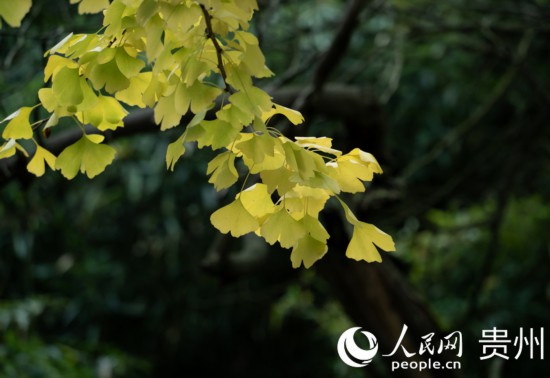 觀山湖公園秋意漸濃。人民網(wǎng) 陽(yáng)茜攝