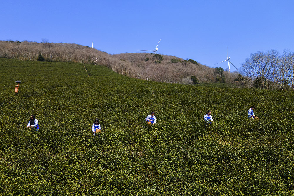 茶農(nóng)們搶抓晴好天氣采摘春茶。楊云中攝