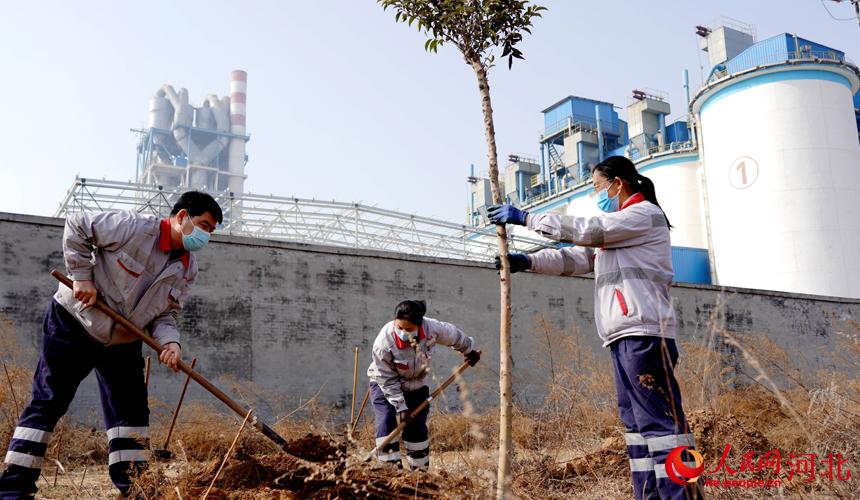 邢臺(tái)金隅職工在石邢公路沿線植樹。 宋繼昌攝