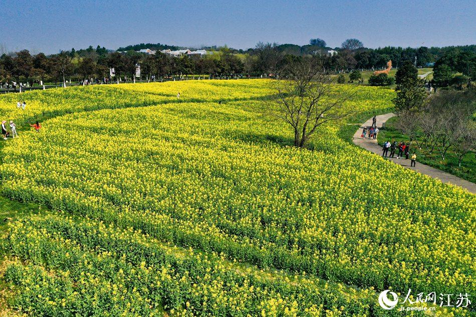 高淳區(qū)椏溪國際慢城桃花扇廣場油菜花田。劉列攝