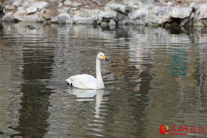 北京動(dòng)物園水禽湖上，水鳥(niǎo)游弋其中，傳遞春的消息。人民網(wǎng) 尹星云攝