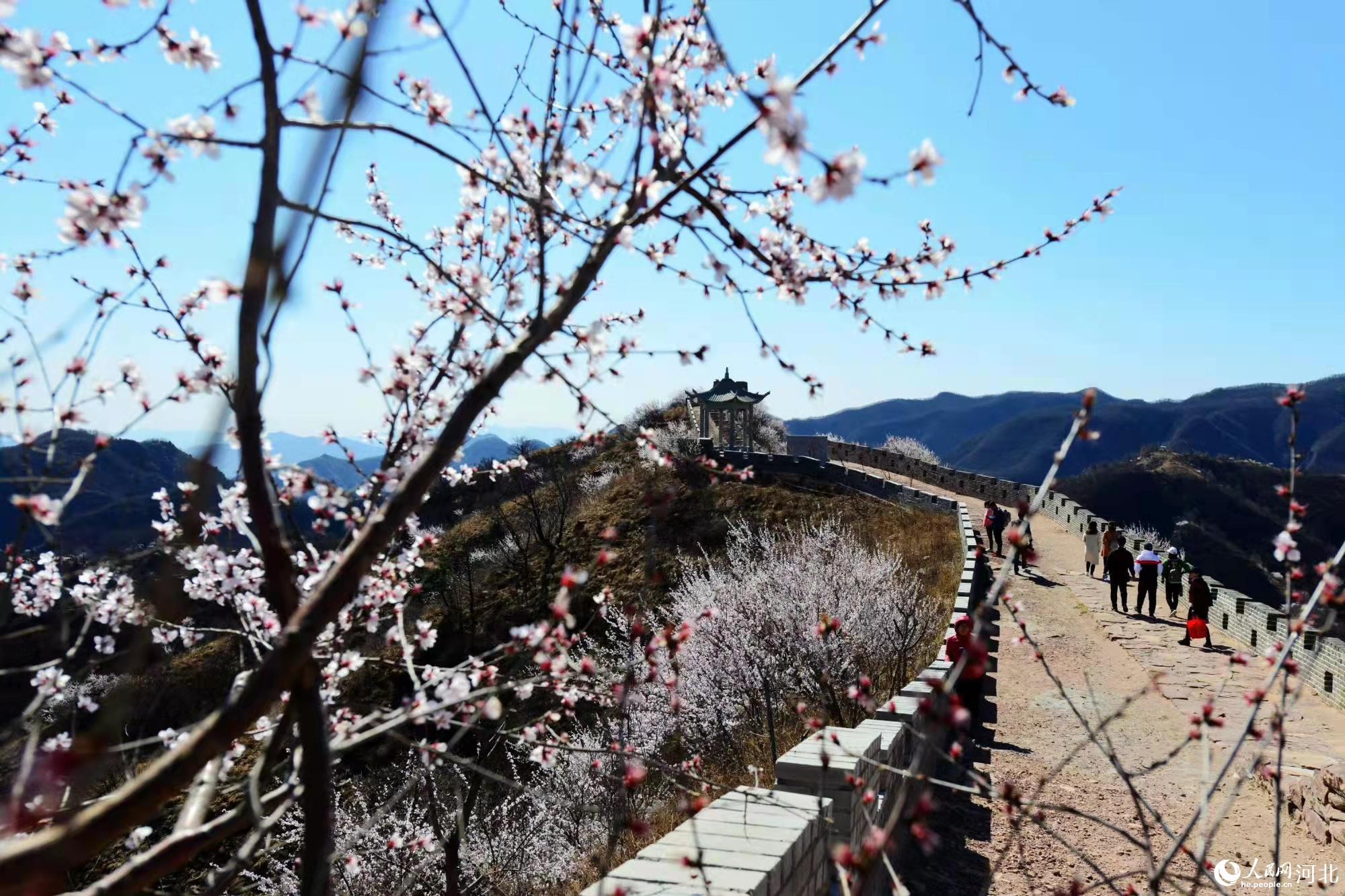 邢臺(tái)九龍峽景區(qū)鮮花盛開(kāi)。 馬健攝