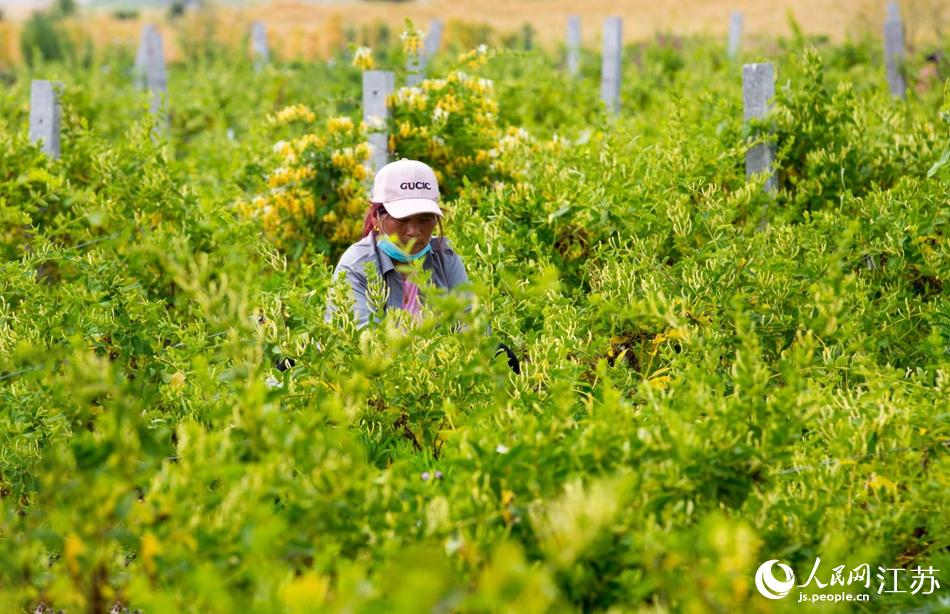 淮安市淮安區(qū)復興鎮(zhèn)的金銀花進入采摘黃金期。紀星名攝