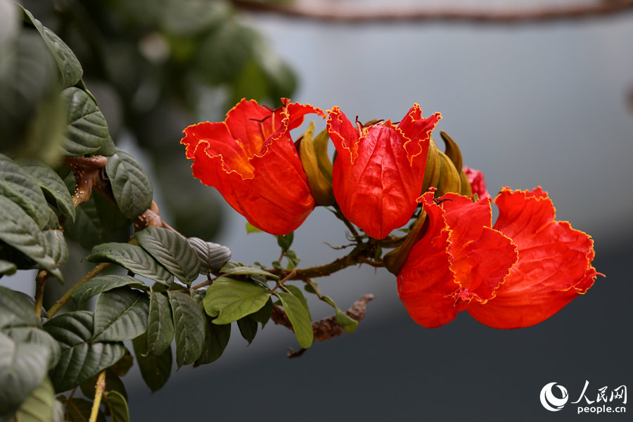 火焰木花朵呈紅色或橙紅色。人民網(wǎng) 陳博攝