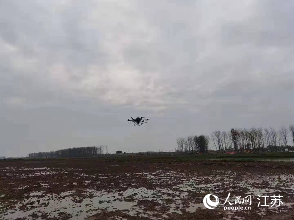 勝利圩高標準農(nóng)田進行無人機水稻播種。陽江鎮(zhèn)供圖