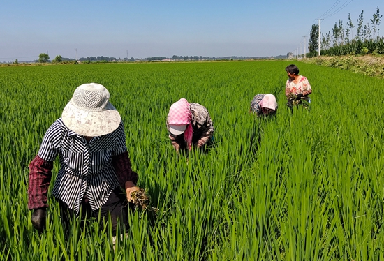 7月15日，農民在河北省玉田縣石臼窩鎮(zhèn)王家樓村稻田勞作。 張仁杰攝