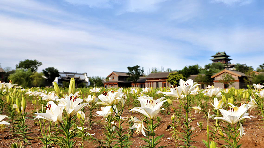 北京世園公園百合陸續(xù)盛放。（北京世園公園供圖）