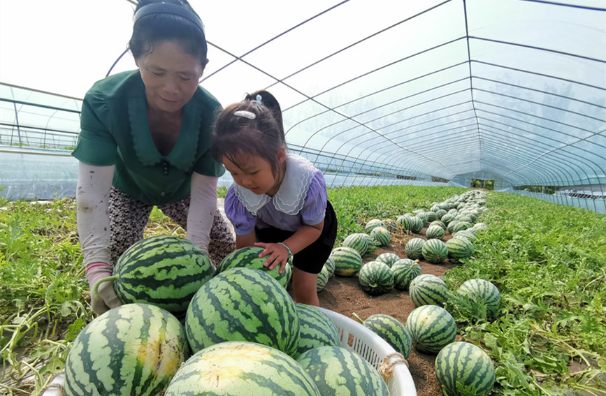 在北辰區(qū)雙街鎮(zhèn)的西瓜種植基地內(nèi)，種植農(nóng)戶們正忙著采收。陳立興攝