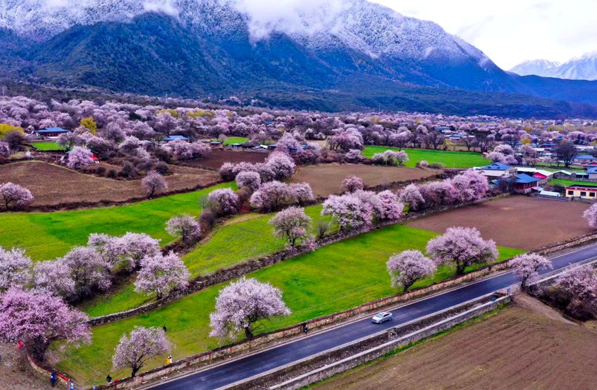 波密縣傾多鎮(zhèn)如納村盛開的桃花。徐馭堯攝