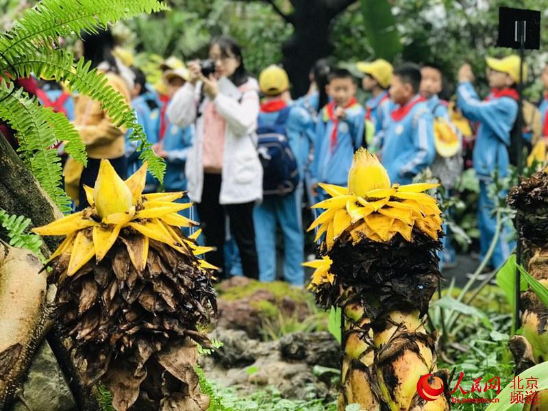 植物館里的地涌金蓮。地涌金蓮原產(chǎn)中國(guó)云南，為中國(guó)特產(chǎn)花卉。人民網(wǎng) 董兆瑞攝