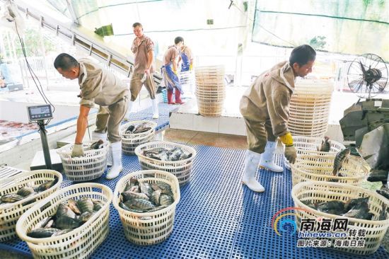 海南勤富食品有限公司工人將剛捕撈的羅非魚進(jìn)行分裝加工。海南日?qǐng)?bào)記者 張茂 攝