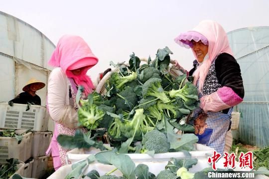 臨澤縣蓼泉鎮(zhèn)灣子村種植基地里豐收的西藍(lán)花。　趙學(xué)榮 攝