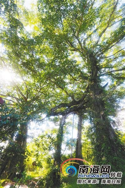 百花嶺雨林文化旅游區(qū)內(nèi)的百年古榕樹。海南日報記者 蘇曉杰 攝