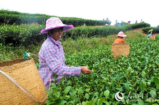 信良村茶葉種植基地里，婦女們在忙著采摘茶葉