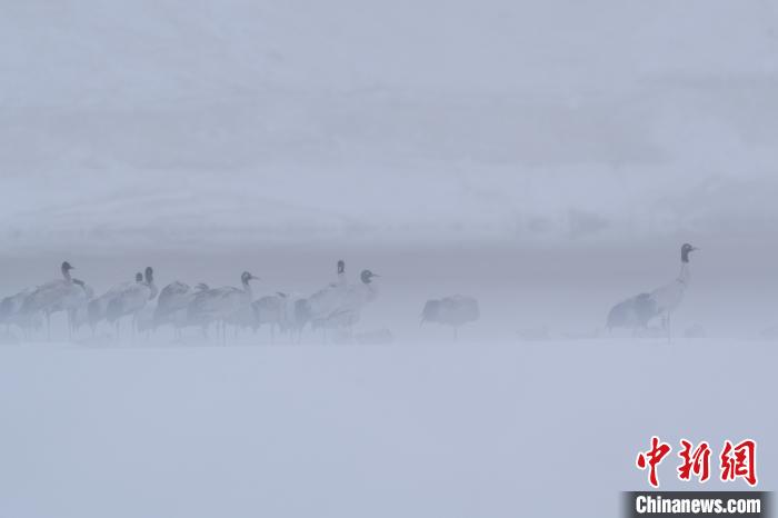 超美！黑頸鶴雪中嬉戲“翩翩起舞”