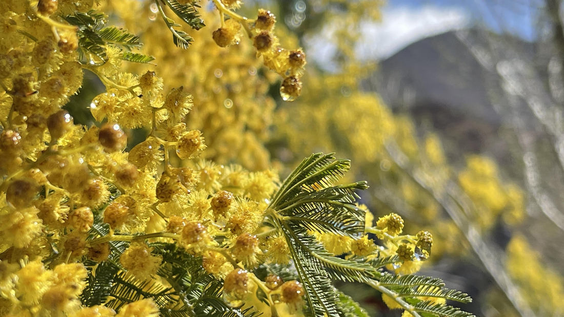 清晨帶著露珠的金合歡花。