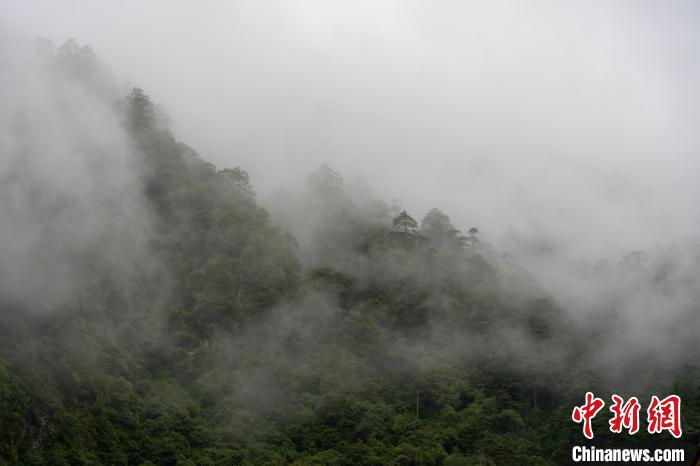 雨后勒布溝的云霧?！〗w波 攝