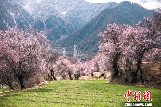 高原桃花盛開(kāi)西藏林芝將迎旅游小高峰