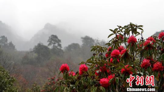 西藏倉(cāng)央嘉措故里杜鵑花開進(jìn)入旅游季