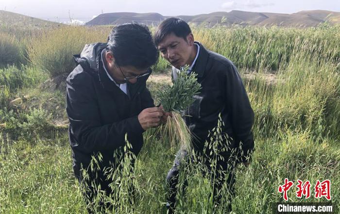 圖為尼瑪扎西(左)在青稞種植地調(diào)研(資料圖)。西藏農(nóng)科院 供圖