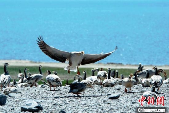 圖為青海濕地生態(tài)。(資料圖) 談林明 攝