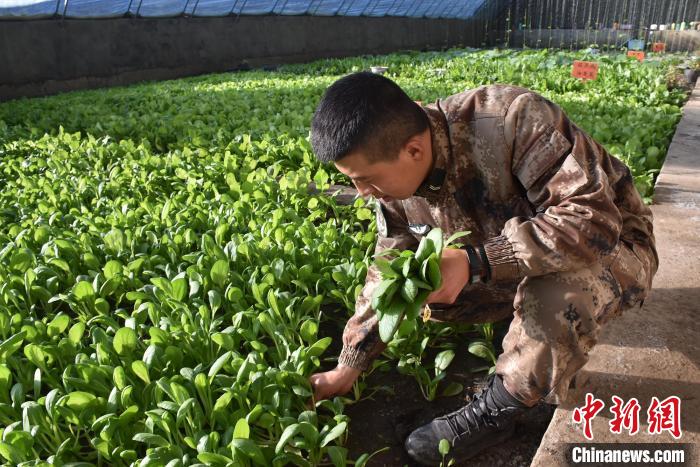 圖為阿里軍分區(qū)某邊防團(tuán)官兵在溫室摘菜?！￡悋[岳 攝