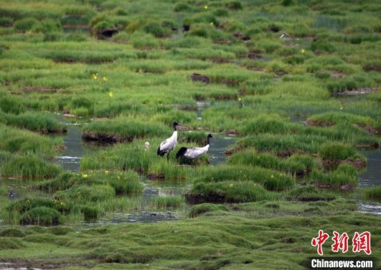 圖為祁連山國(guó)家公園青海片區(qū)內(nèi)的黑頸鶴?！∑钸B山國(guó)家公園青海省管理局供圖 攝