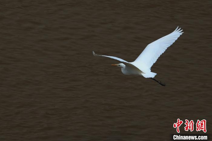 青?！澳赣H河”湟水水質(zhì)改善引鷺鳥嬉戲