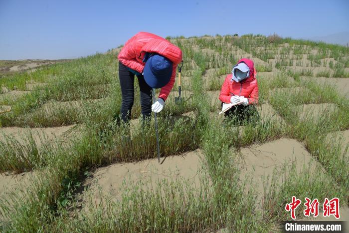 圖為工作人員在調(diào)查沙障技術(shù)成果。　張登山 攝