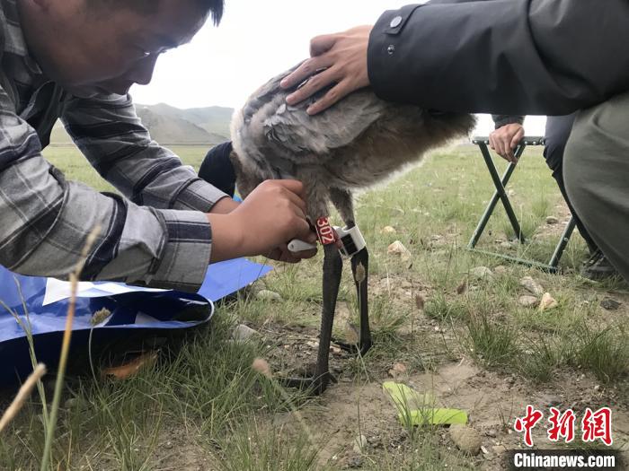 圖為研究人員為黑頸鶴佩戴GPS跟蹤設(shè)備。祁連山國(guó)家公園青海省管理局供圖