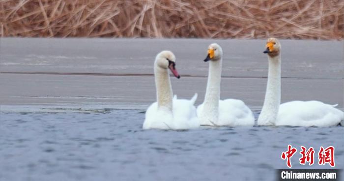 圖為疣鼻天鵝與大天鵝?！∏嗪夜珗@觀鳥協(xié)會供圖 攝