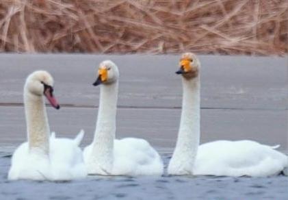 圖為疣鼻天鵝與大天鵝?！∏嗪?guó)家公園觀鳥協(xié)會(huì)供圖 攝