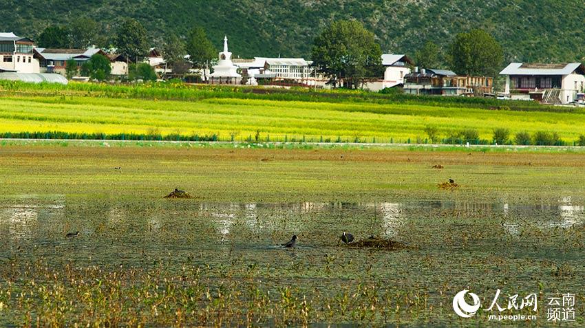 納帕海成為鳥(niǎo)類(lèi)遷徙停留地。呂昊辰攝