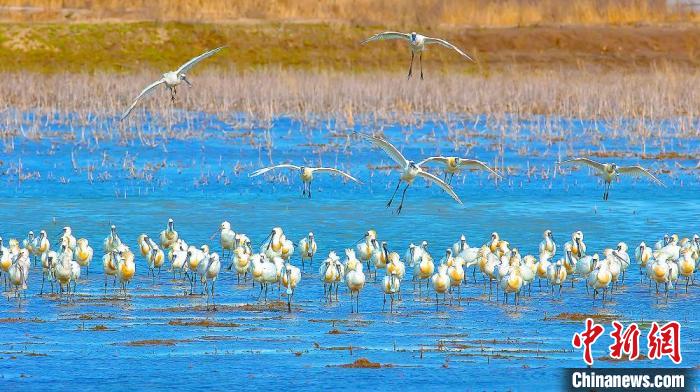 沿海濕地，鳥類天堂?！←}城市委宣傳部供圖