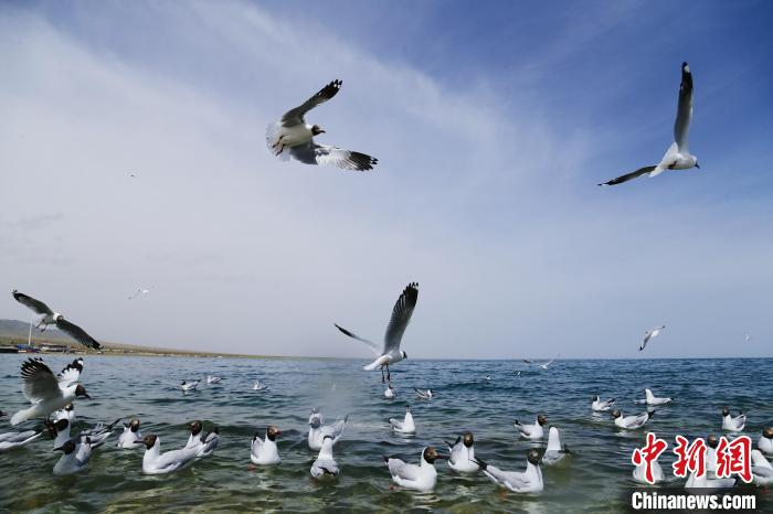 圖為水鳥(niǎo)在青海湖飛翔。　馬銘言 攝