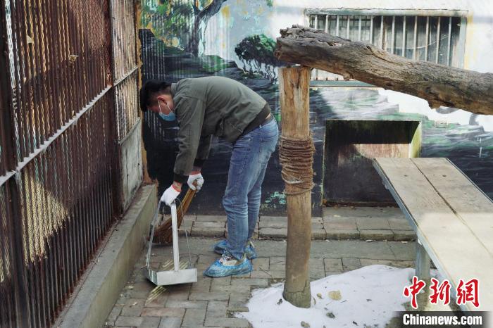 圖為雪豹“奶爸”史壽軍正在打掃豹館衛(wèi)生?！●R銘言 攝