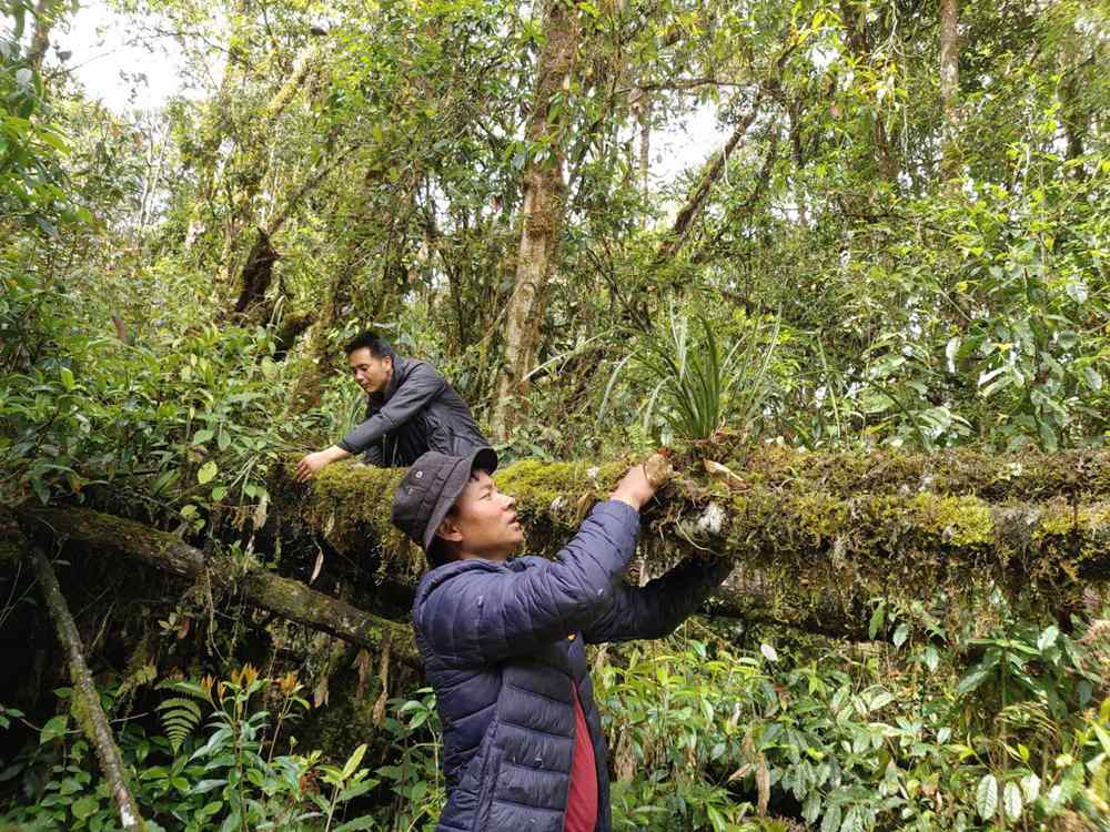 蘭花歸野。圖片由山水自然保護(hù)中心提供