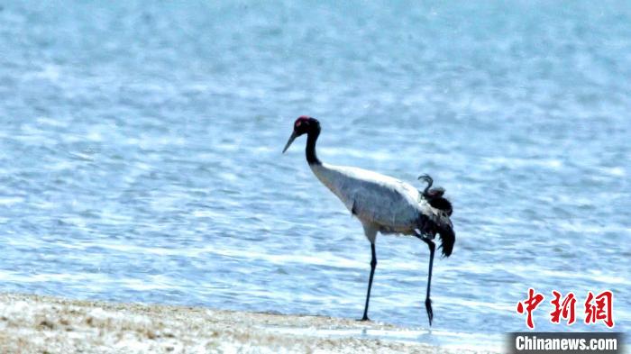 圖為黑頸鶴在青海湖畔散步?！《砣詹囟?攝