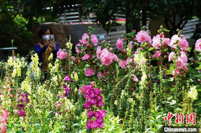 圖為市民在西寧園林植物園內(nèi)賞花拍照?！●R銘言 攝