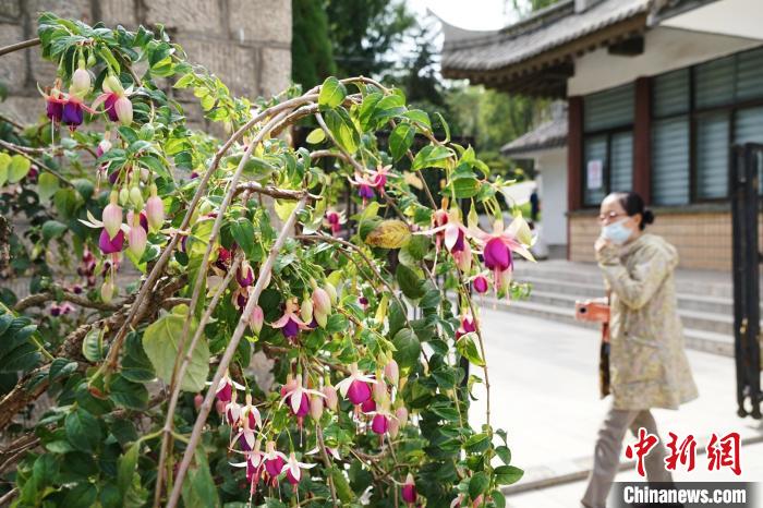 圖為市民在西寧園林植物園內(nèi)觀賞花卉。　馬銘言 攝