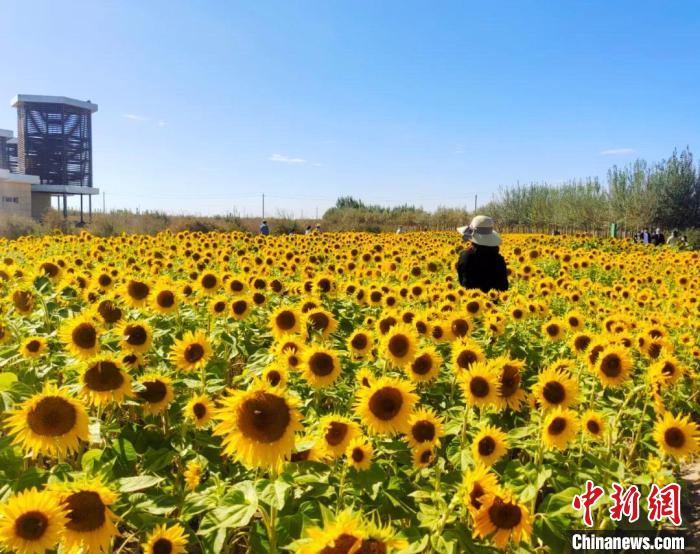 圖為格爾木境內(nèi)的向日葵花海?！「駹柲救诿襟w中心供圖