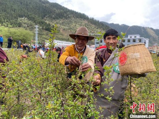 圖為當(dāng)?shù)剞r(nóng)牧民進(jìn)行藏雪茶采摘比賽。　王劍輝 攝