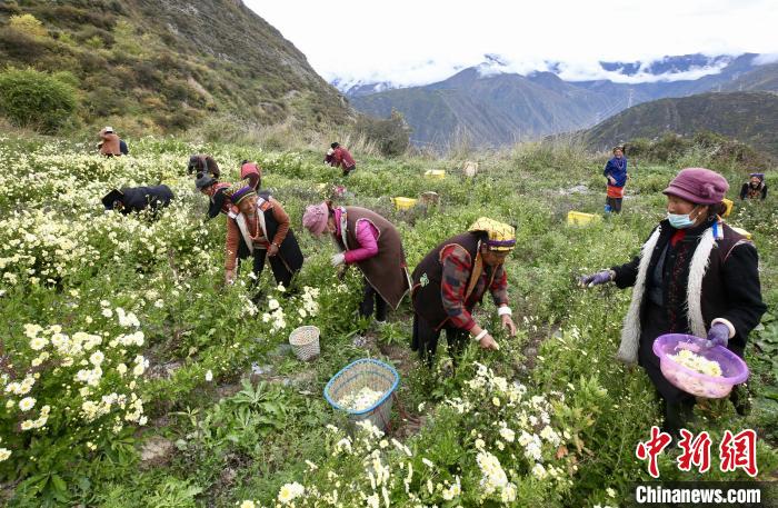 “落戶(hù)”黑水的杭白菊。桐鄉(xiāng)市宣傳部提供